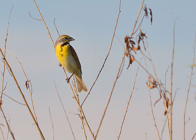 Dickcissel_640.jpg