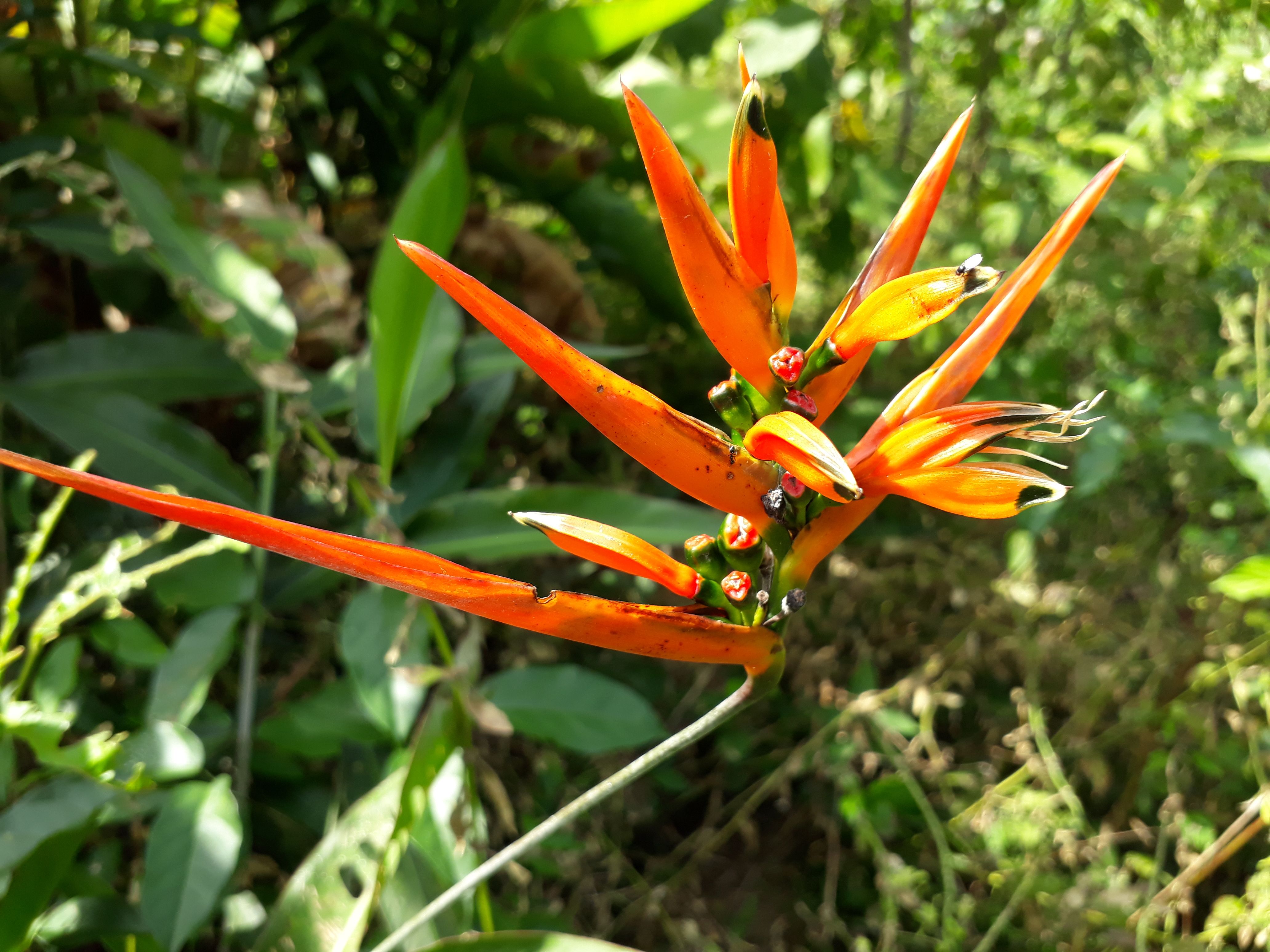 Hermosa flor ave del paraíso — Steemit