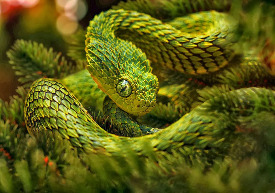 Atheris hispida — Steemit