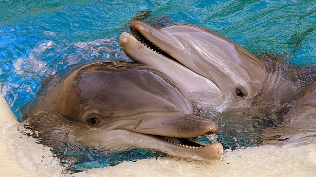 dolphins-2661836_640.jpg