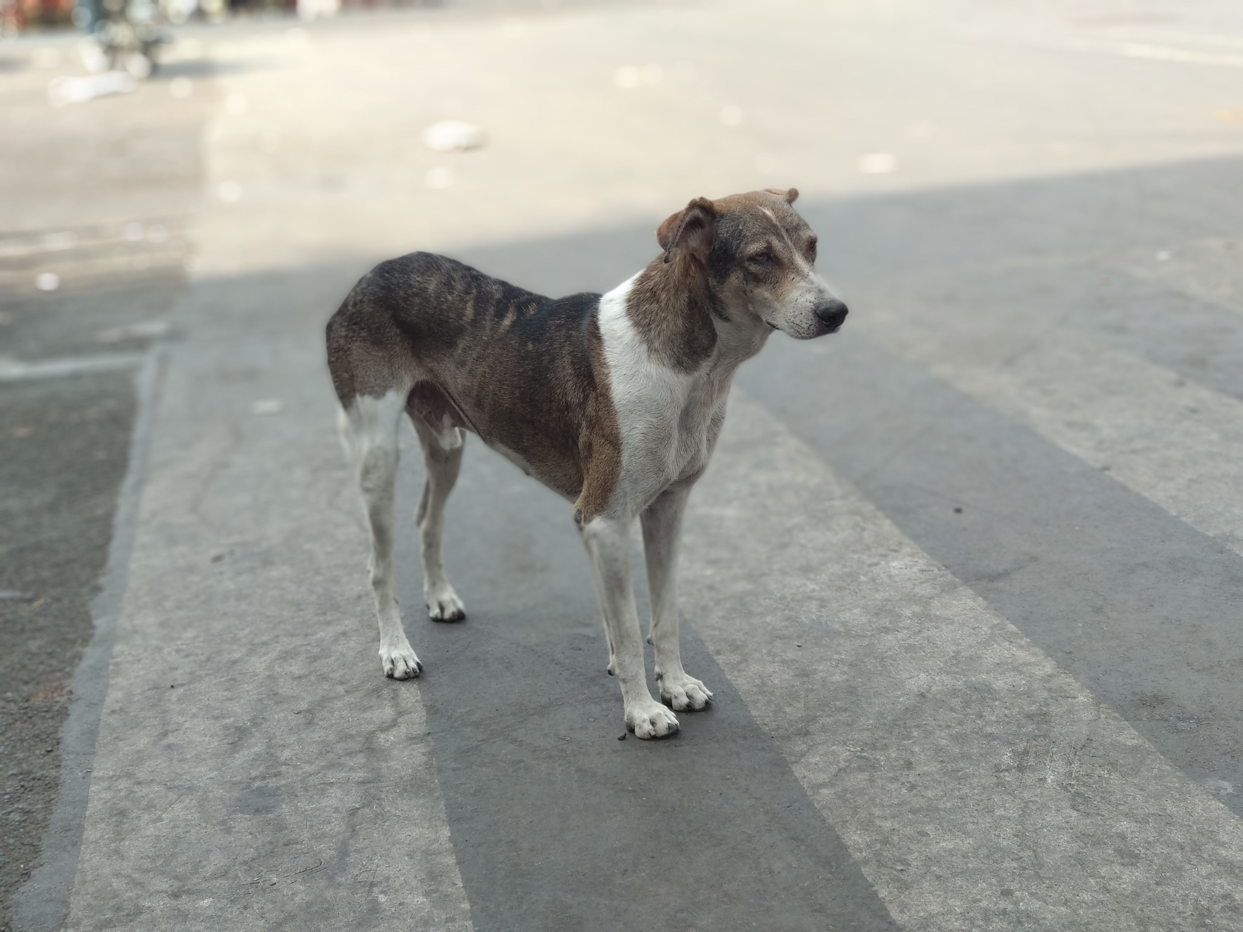 Street Dog - Photo Credits: Chetan Naik
