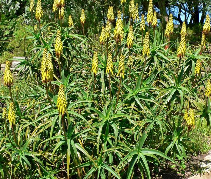 aloe_striatula.jpg