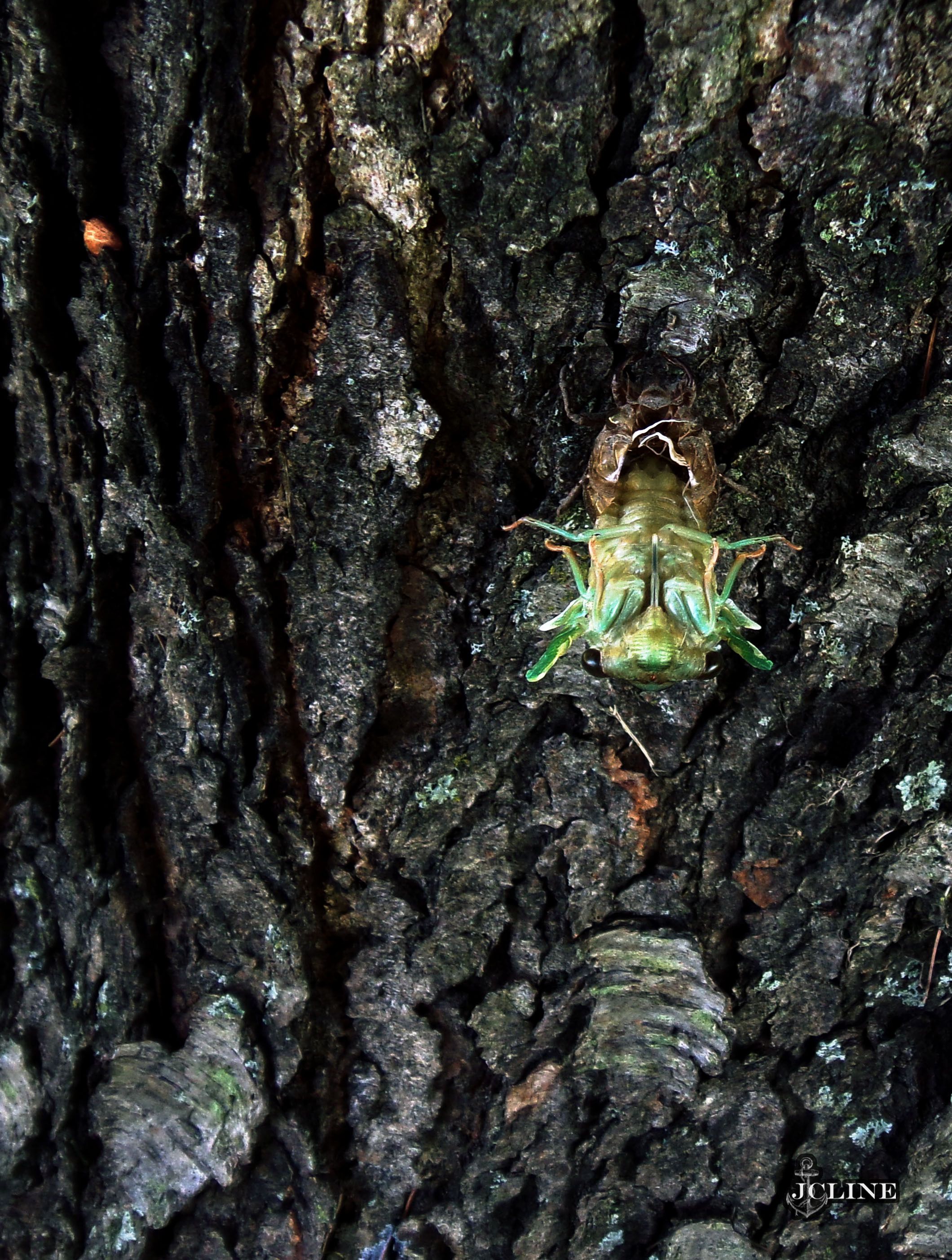 cicada emergence.jpg