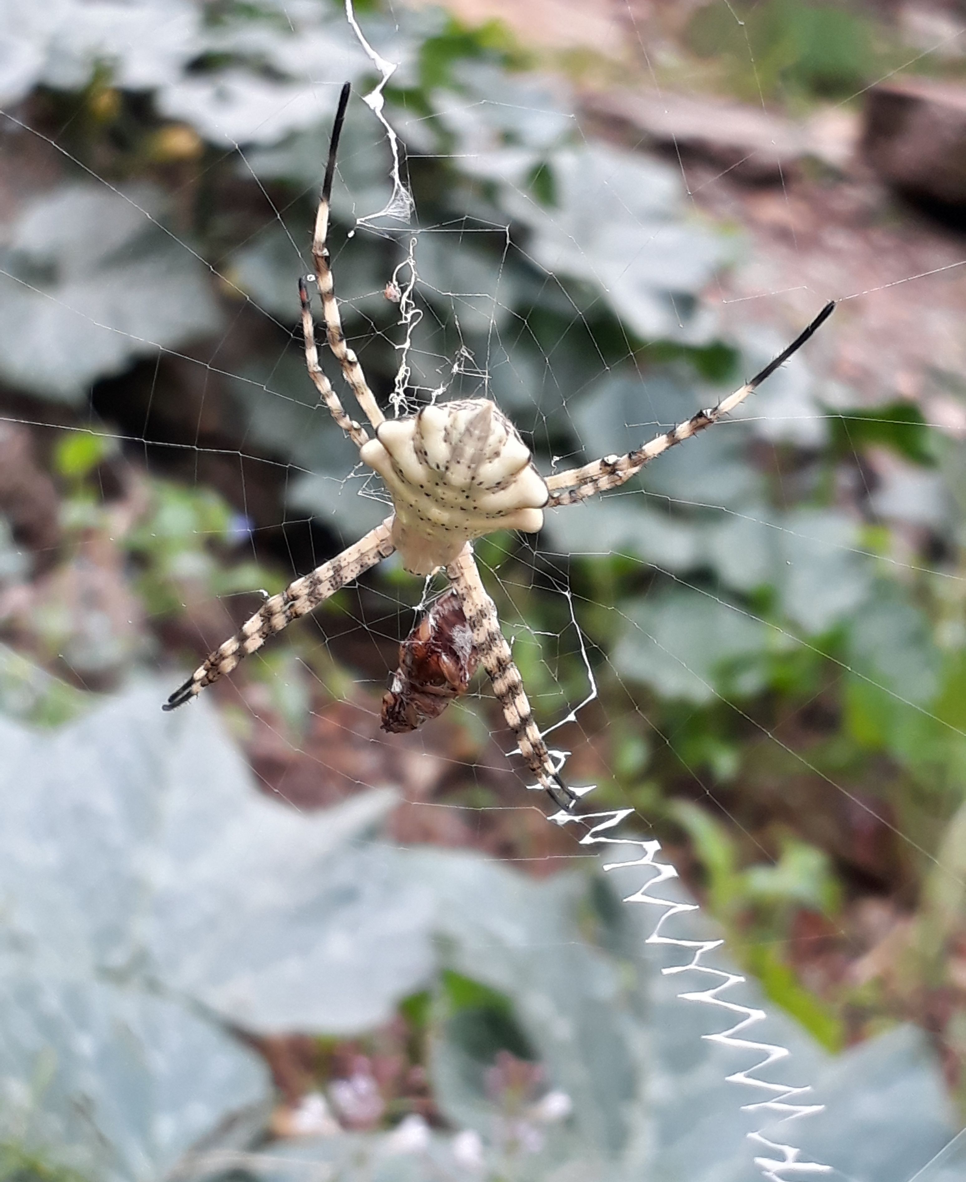 garden orb web.jpg