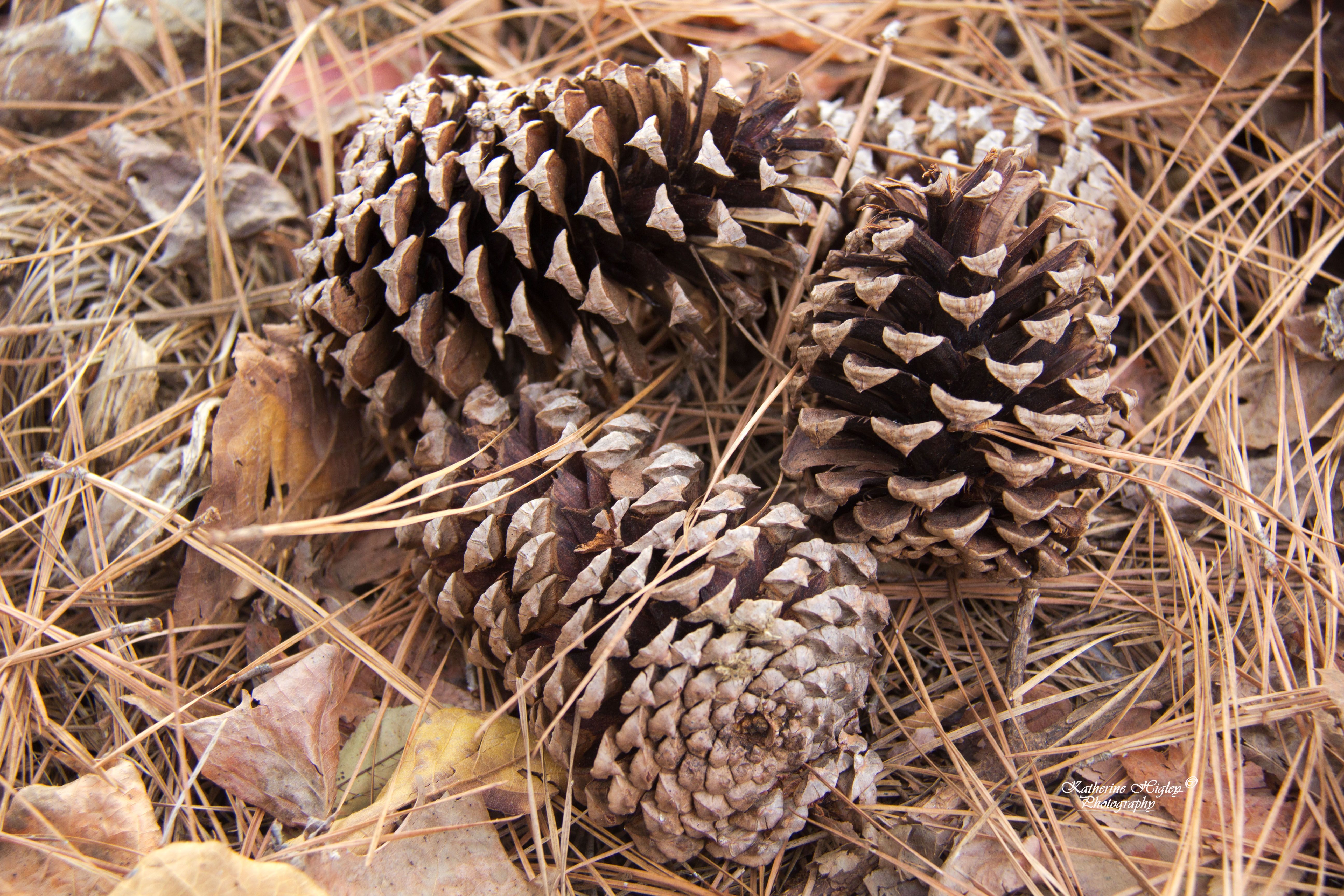 Pile of Pine cones Copyrighted.jpg