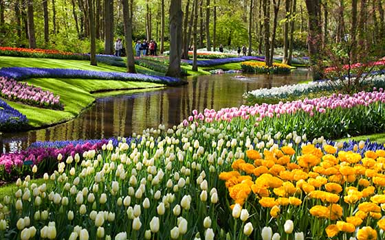 46672_fullimage_flowers along the water in the keukenhof.jpg