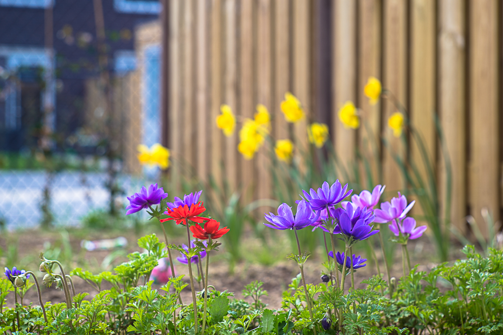 13-04-2018-anemone-03560.jpg