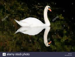 swan reflection.jpg