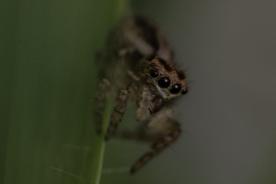 jumping spider.jpg
