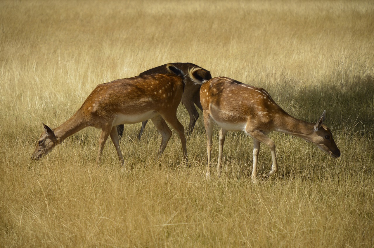 deer-1210451_1280.jpg