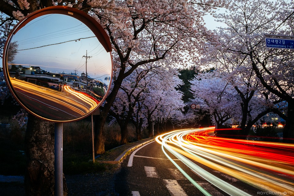 Korea's Roadside Blossoms-1.jpg
