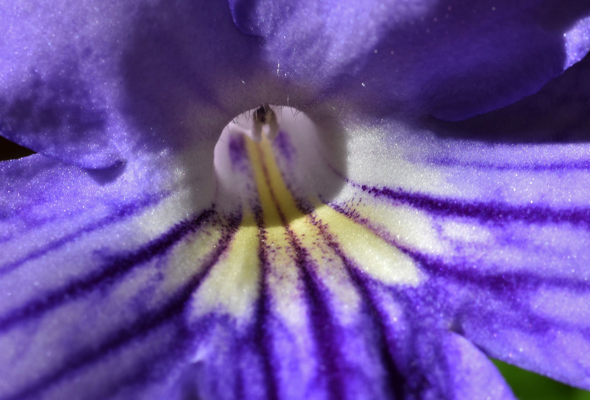 Streptocarpus blue with yellow 1 macro.jpg