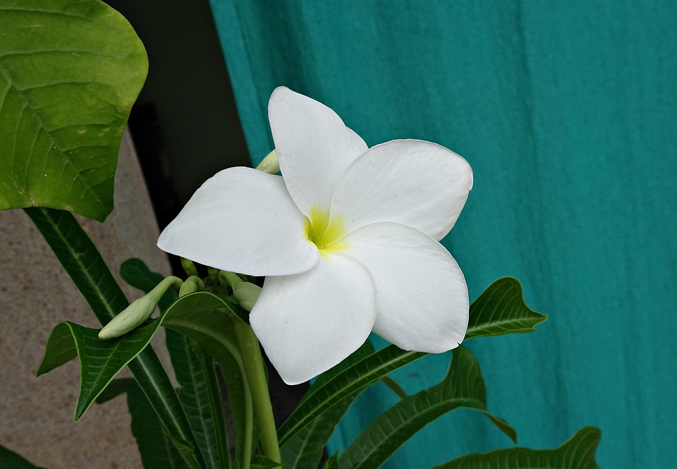 plumeria-pudica-2686607_960_720.jpg