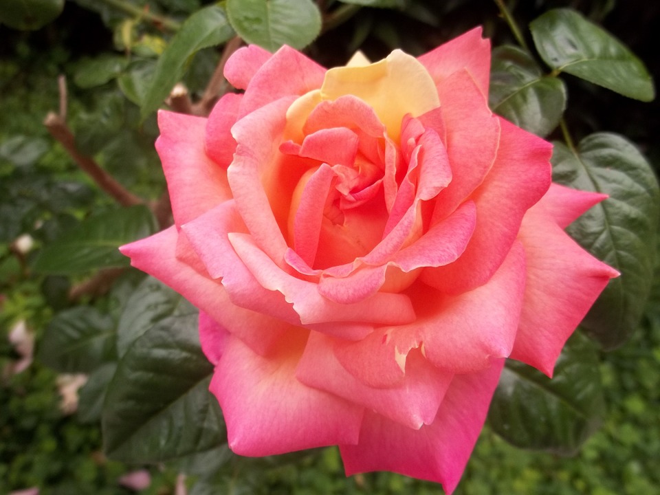 nature-382637_960_720.jpg