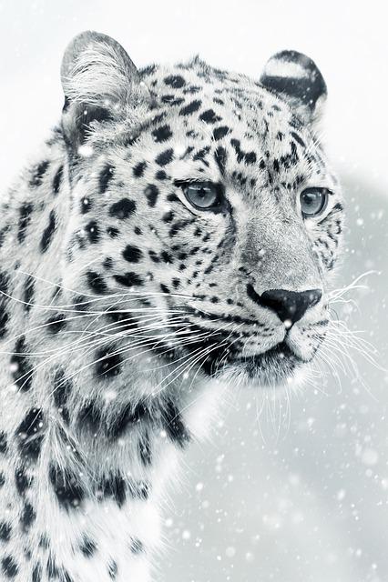 ex_leopard-3065479_640.jpg