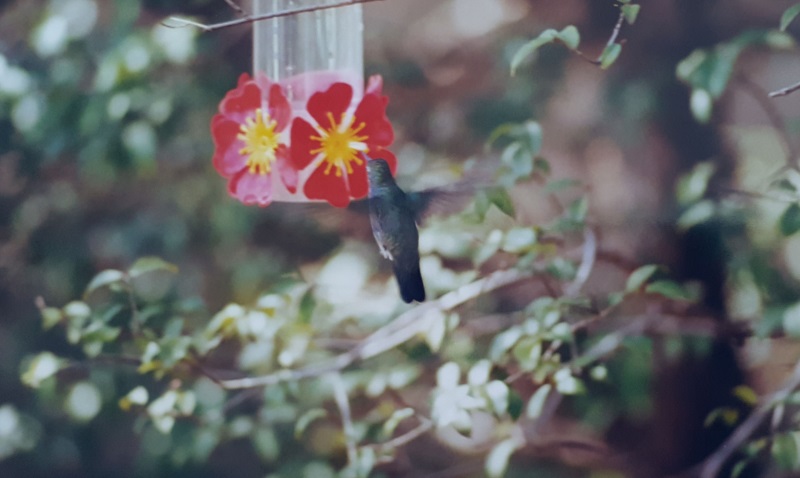 hummingbird2.jpg