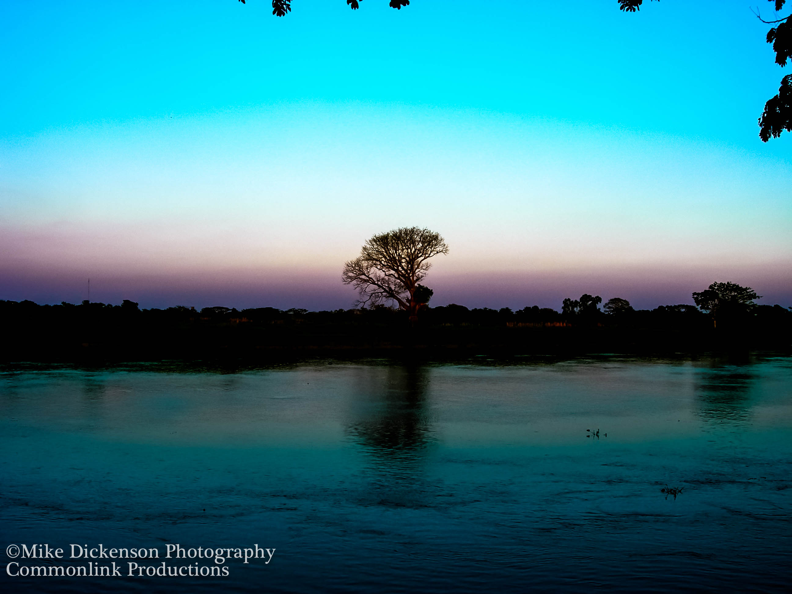 tree with water.jpg