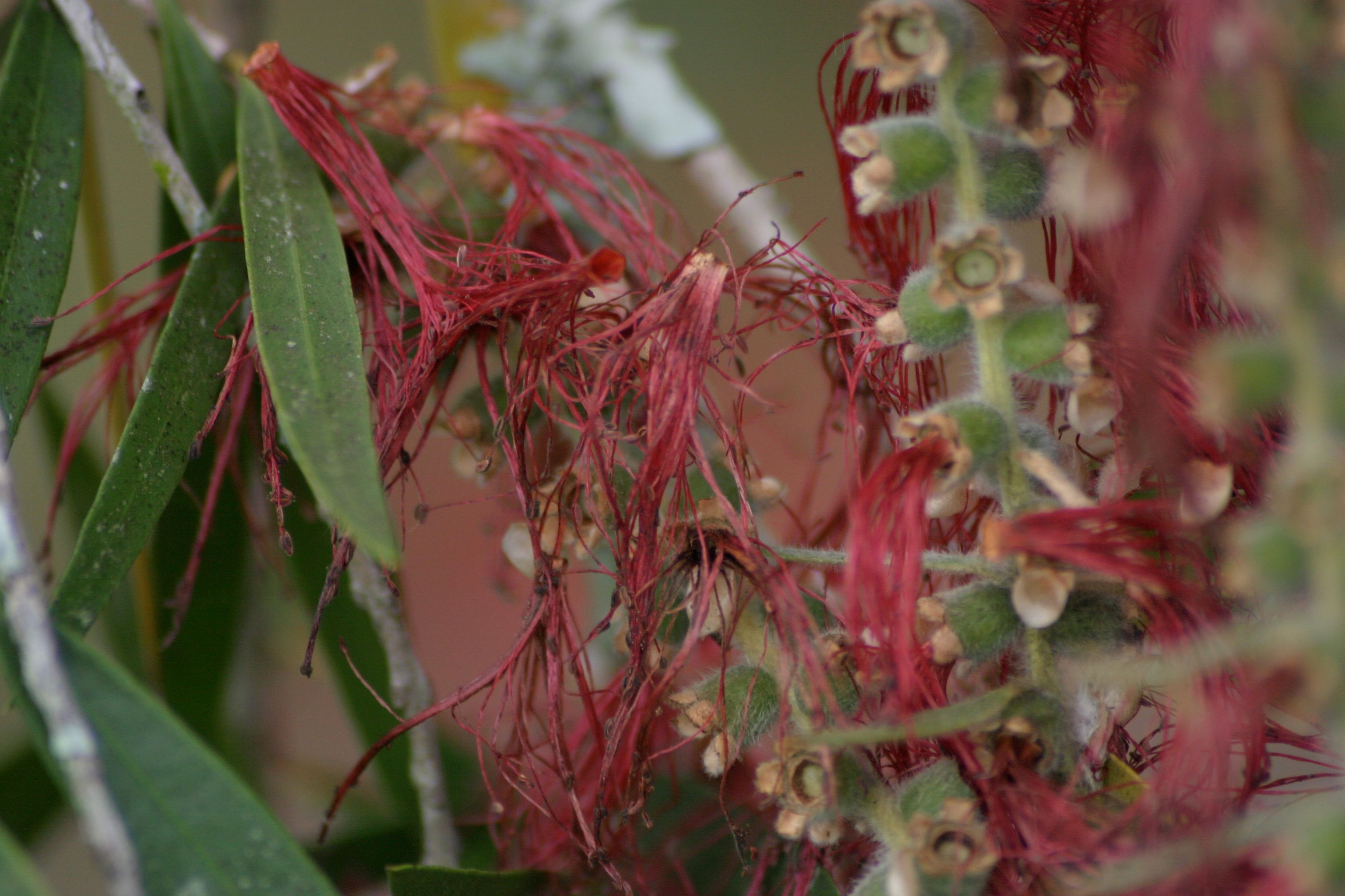 bottlebrush 1.jpg