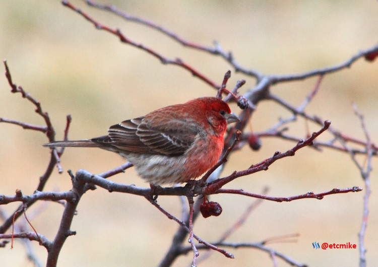 house finch PFW19-04sat.JPG