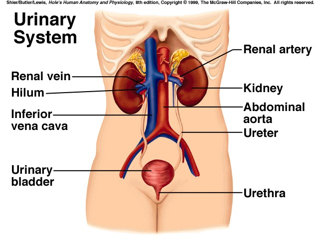 Urinary system. Расположение почек. Где расположены почки. Где находятся почки у человека. Где на теле расположены почки.