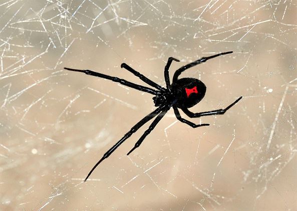 black widow spider image.JPG