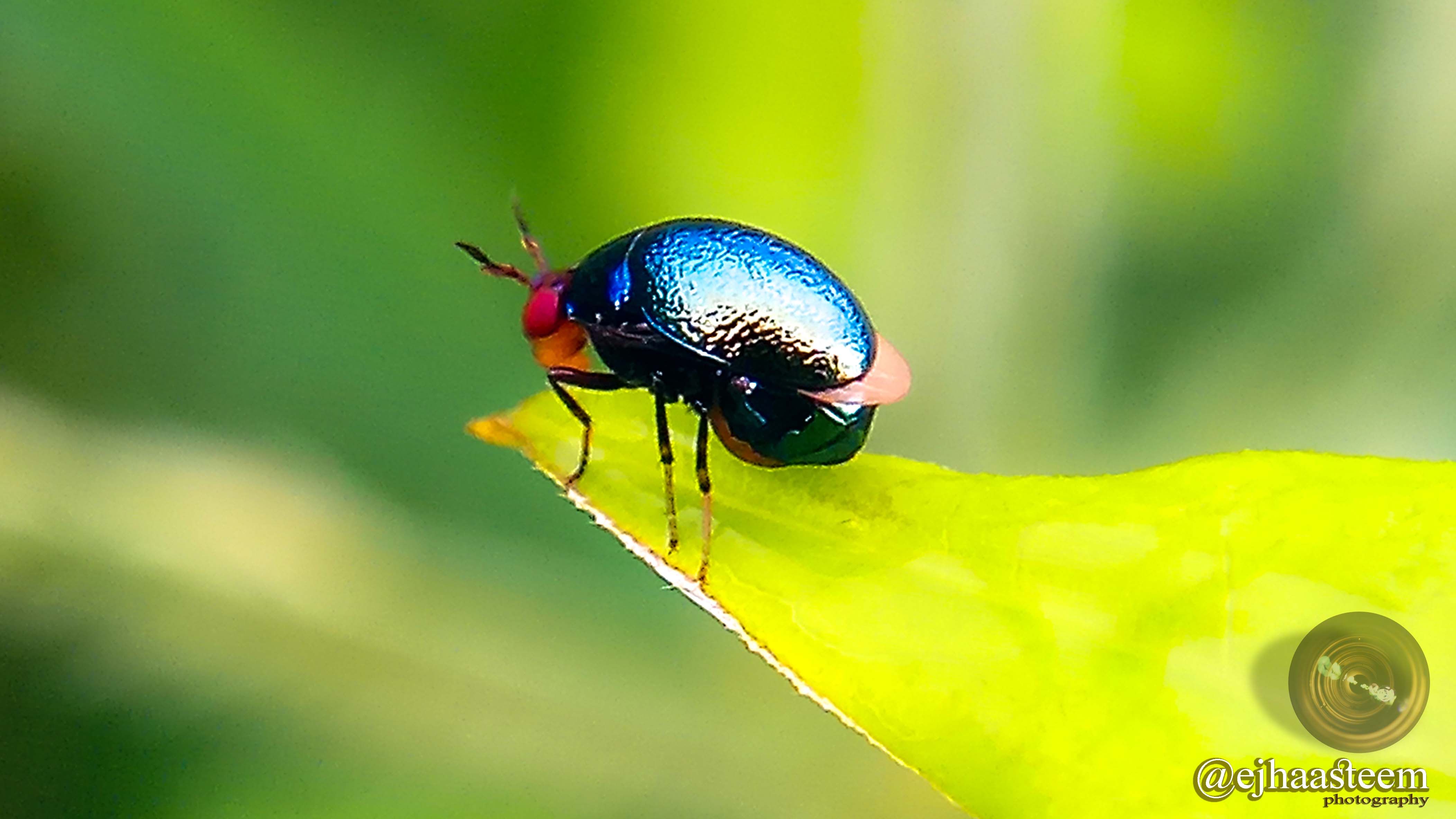 Ladybug, blue rainbow # Macro Photography — Steemit.
