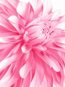 pink_flowers_closeup_highdefinition_picture_166786.jpg