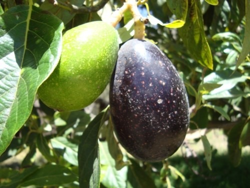 arbol-de-aguacate-criollo-enano-para-maceta-D_NQ_NP_471715-MLM25285564150_012017-F.jpg