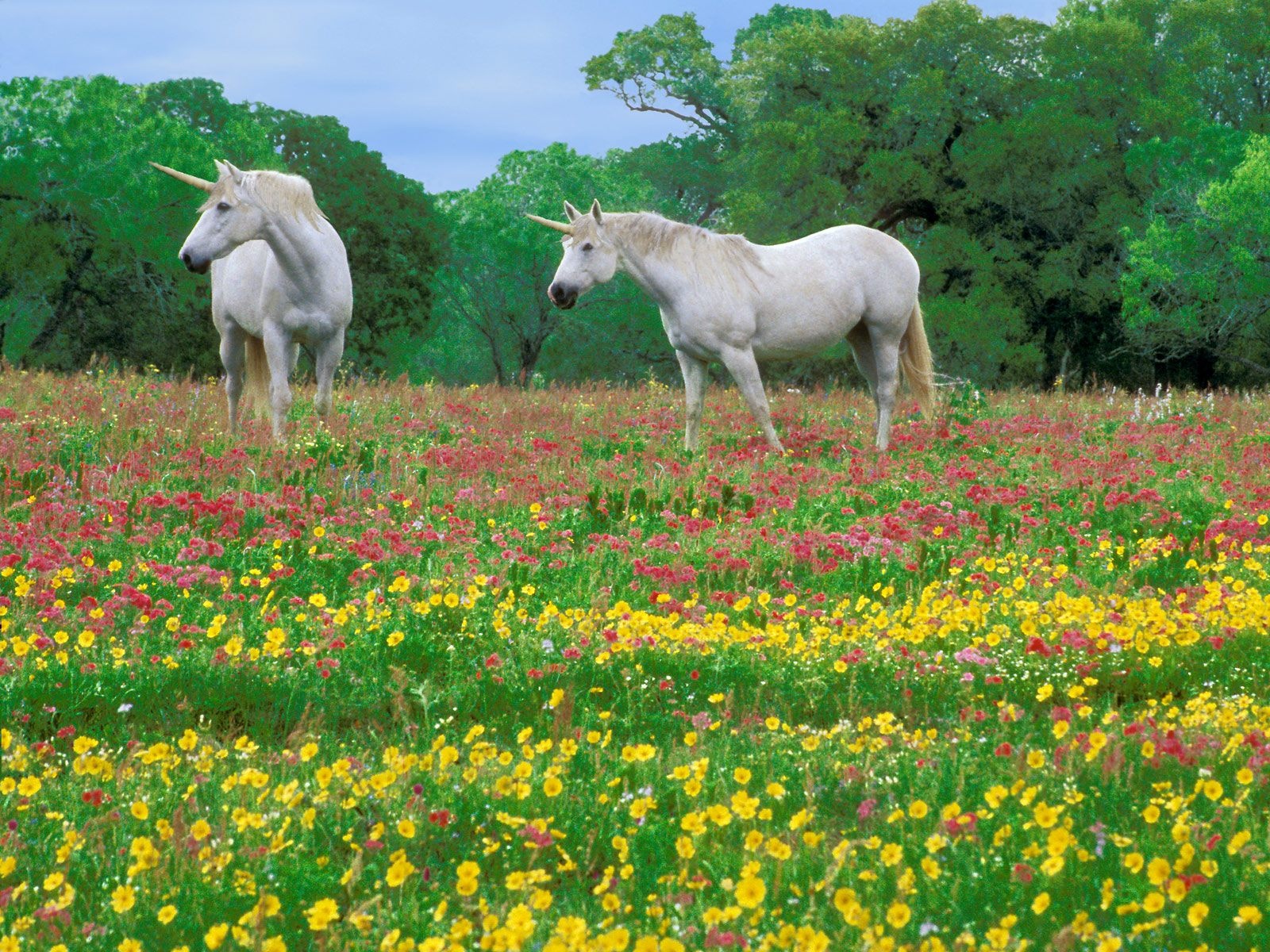 _downloadfiles_wallpapers_1600_1200_magic_horses_5436.jpg