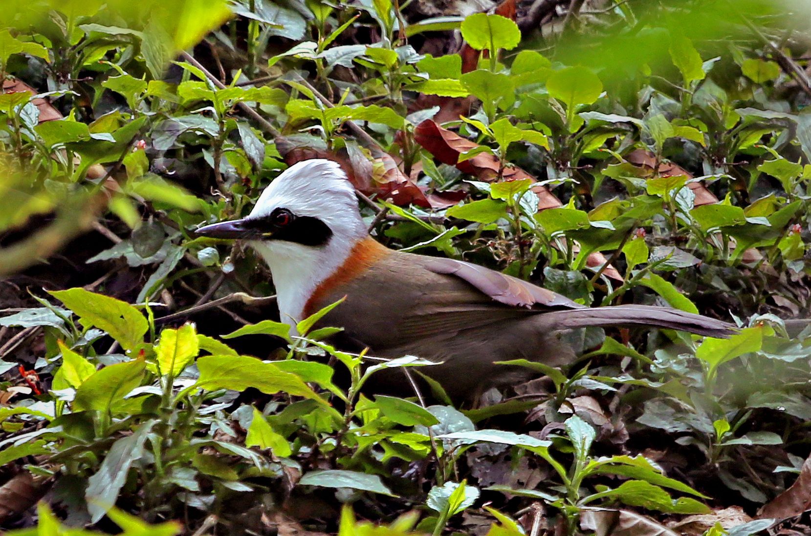 White-crested laughingthrush.jpg