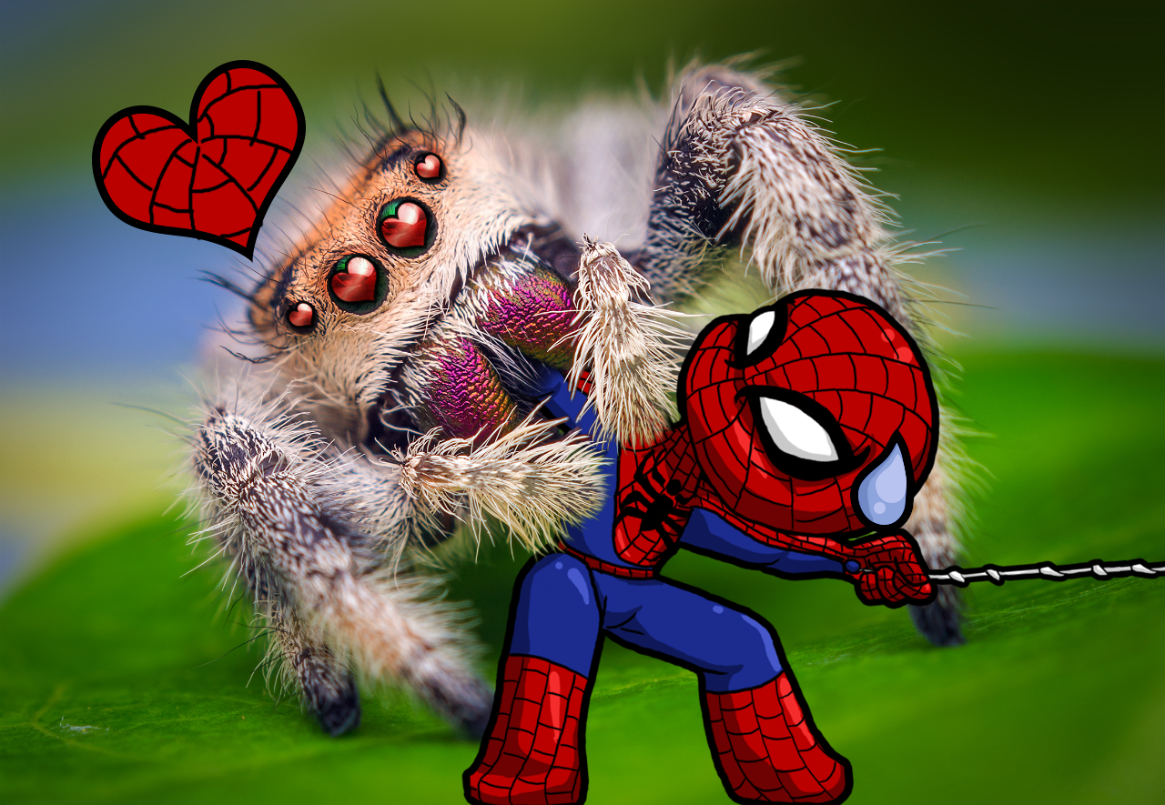 Female_Jumping_Spider_VS_Spidey.png