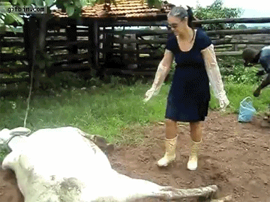 1331747626_cow_kicks_woman_in_the_face.gif