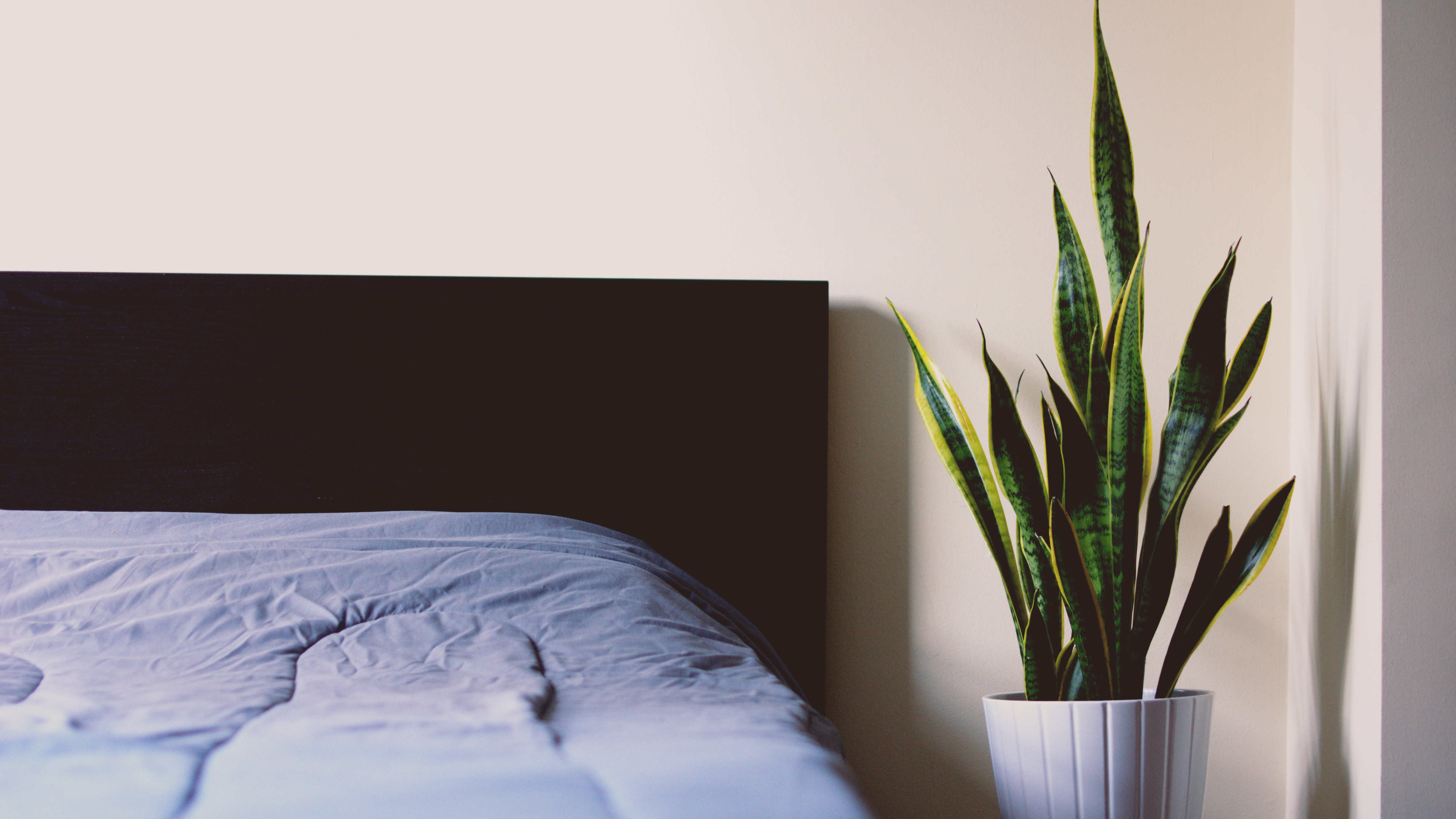 5 Best Sleep Inducing Plants For Your Bedroom Steemit