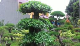 Bonsai Beringin.PNG