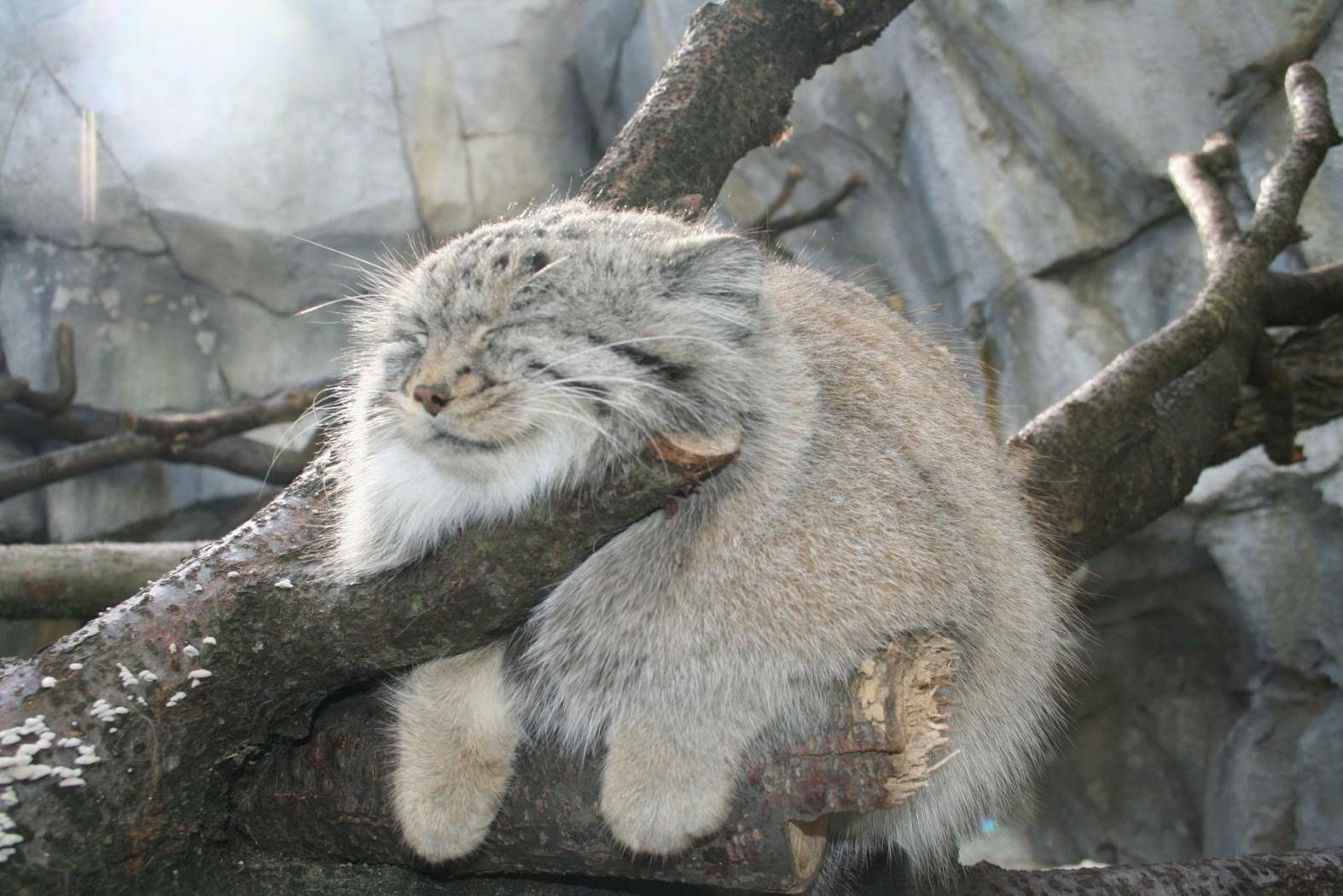 pallas-cat-domesticated-wallpaper-cat-domestication-traces-back-to-chinese-farmers-5300-years-ago-image.jpg