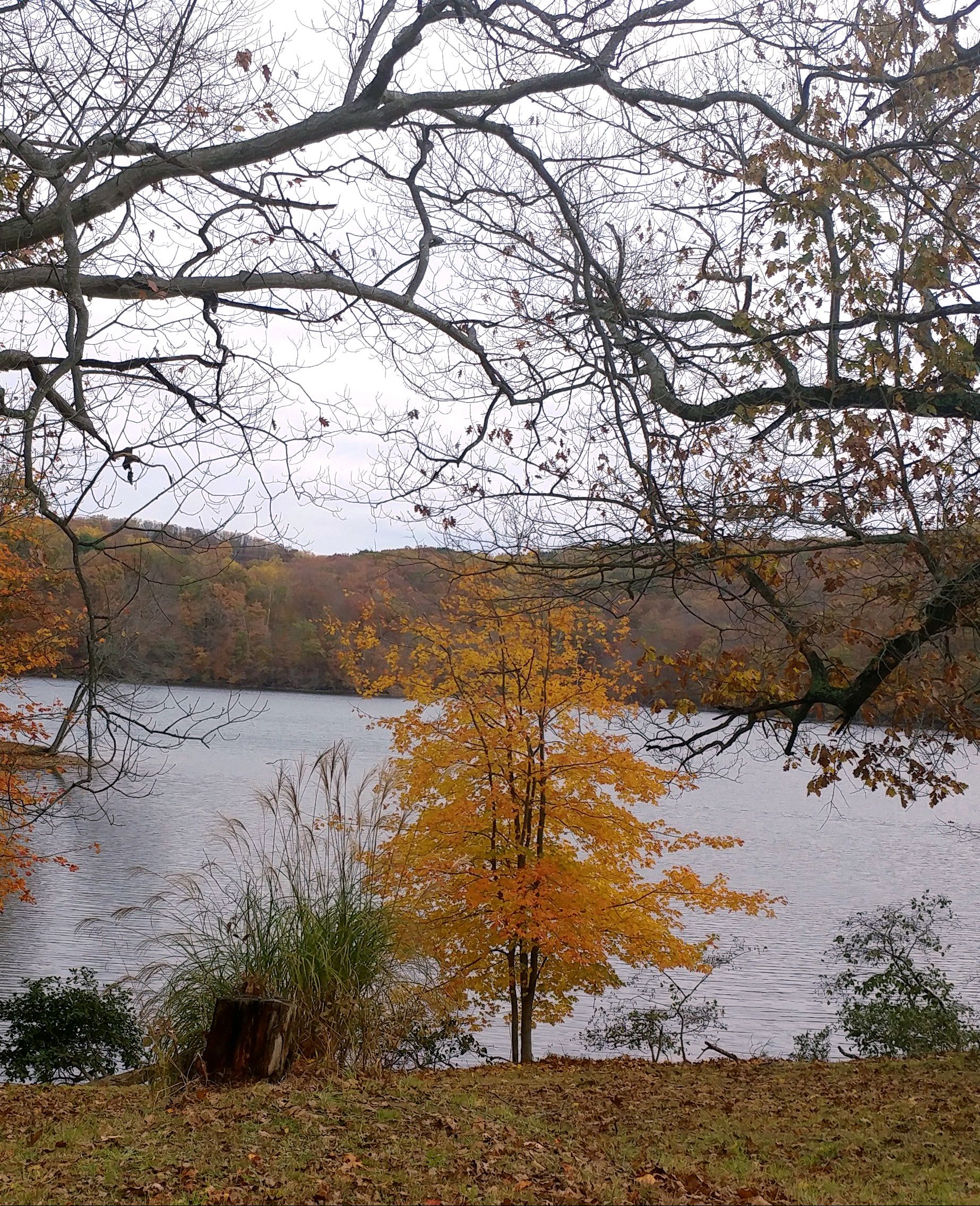 littletreeframed by trees.jpg