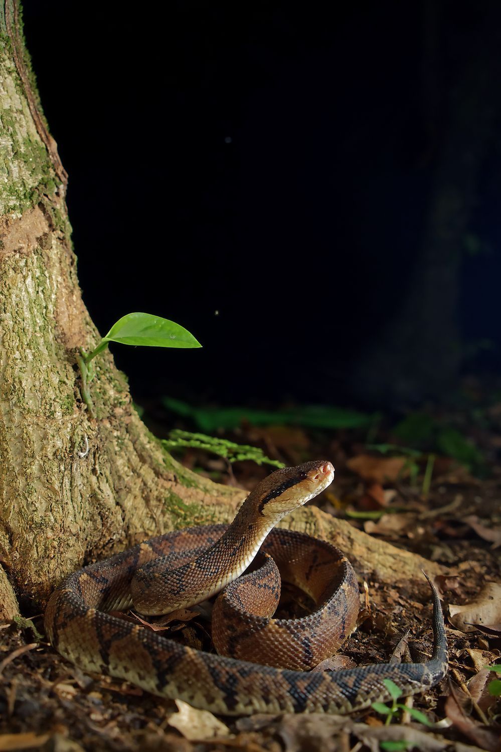 CostaRicaBerroneau-021.jpg