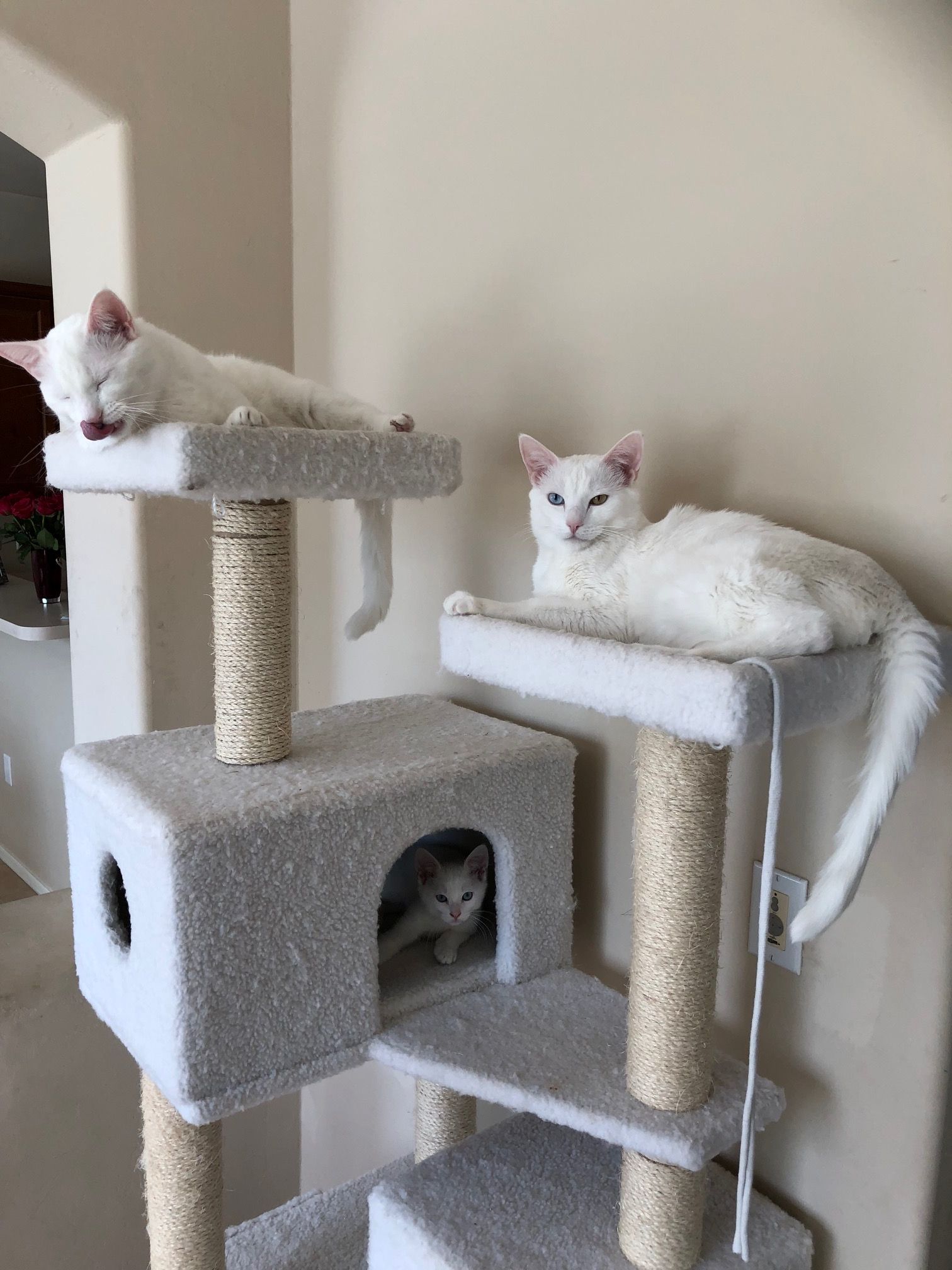 cat tower licking.jpg