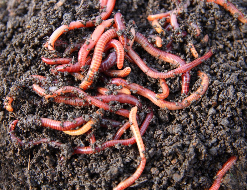 earthworm1.jpg