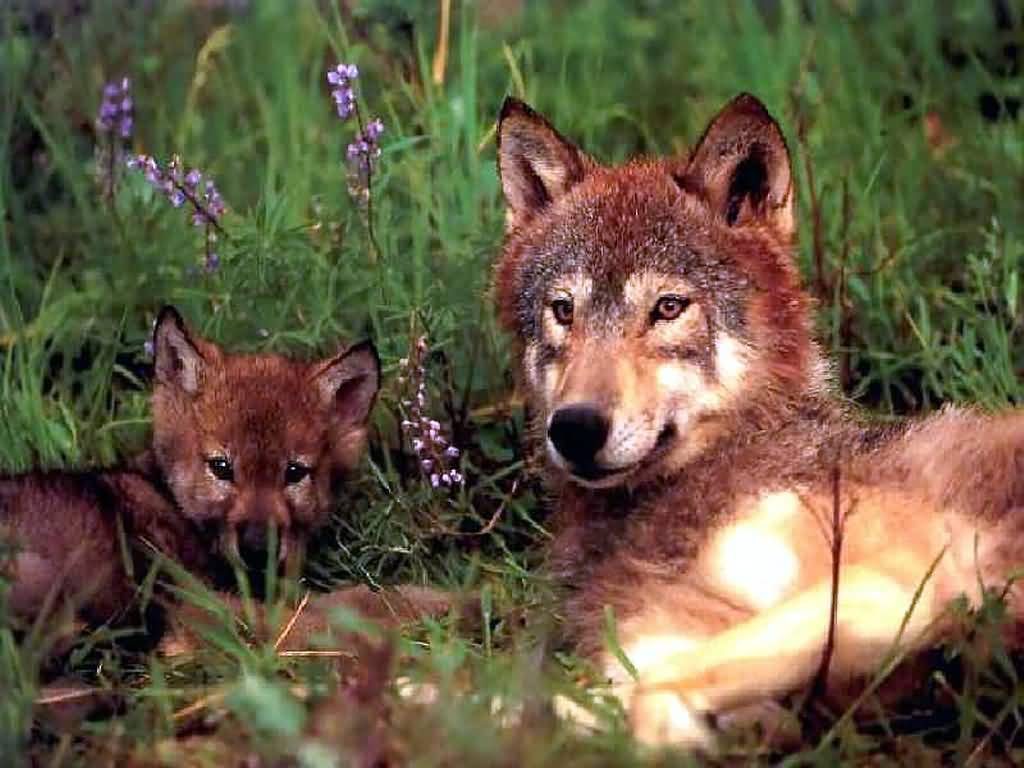 0-WolfMom-02-wall-(1024x768).jpg