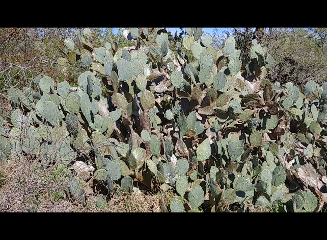 pricklypear1.png