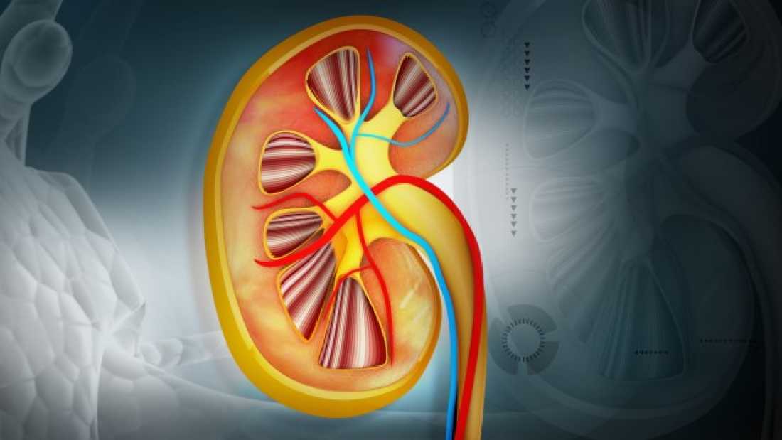 extra_large-1464369587-3607-artificial-kidneys-could-be-in-patients-by-2020.jpg