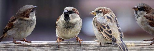 03 sparrows-_ed.jpg