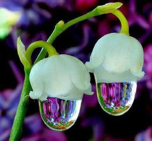 Amazing Water Drop Beautiful Flowers Steemit