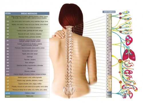 columna-vertebral-.jpg