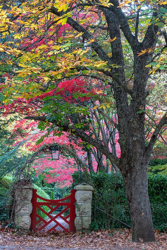 bebeah-garden-mt-wilson.jpg