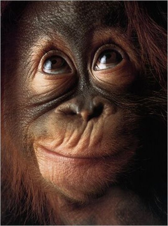 a02112bb16f25c6014df73d1bfdc0775--baby-orangutan-orangutans.jpg