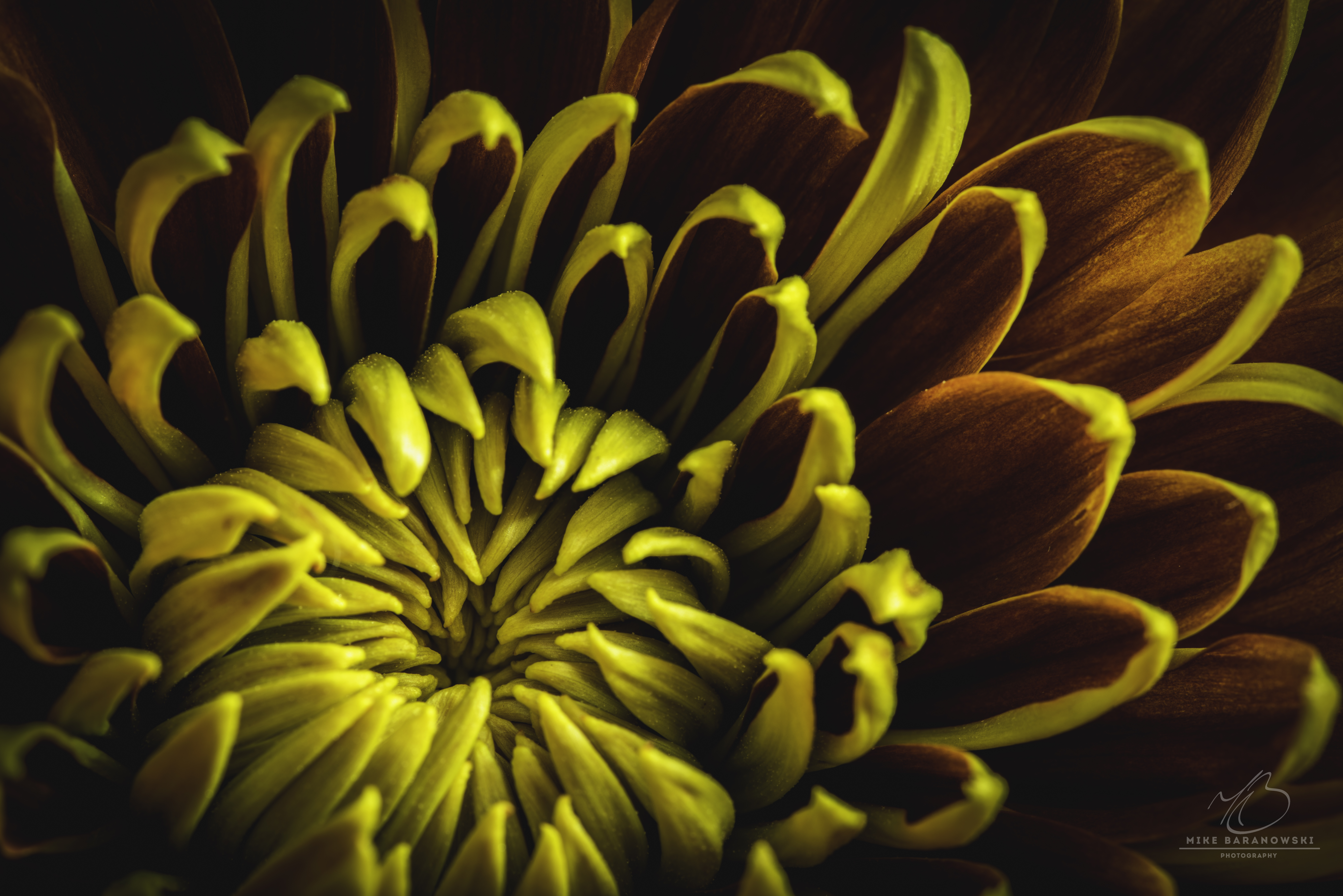 Flower Burst.JPG