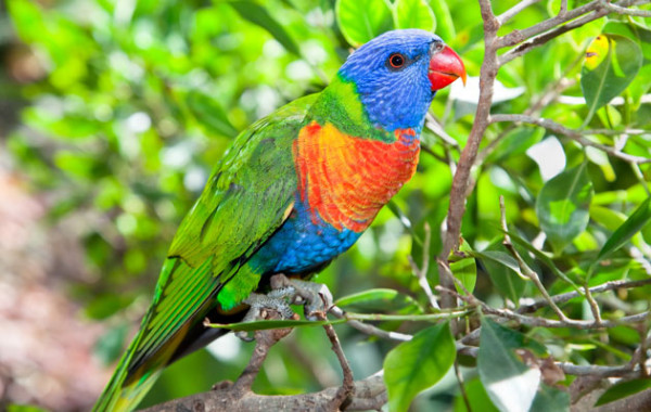 Papagalul-Lori-curcubeu-600x380.jpg