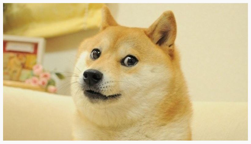 doge.JPG